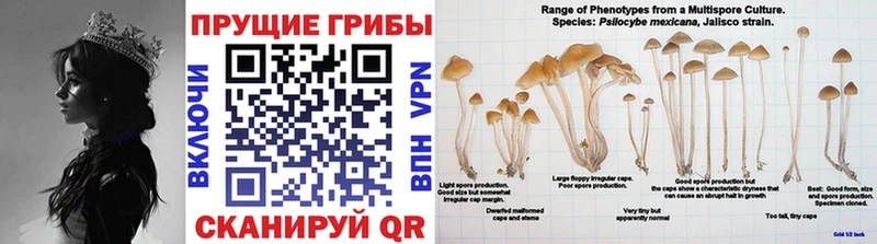Галлюциногенные грибы Psilocybe  купить наркоту  Златоуст 